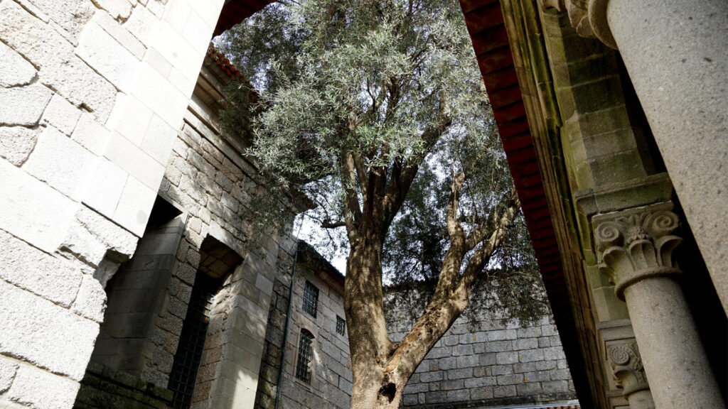 Oliveira | Museu Alberto Sampaio