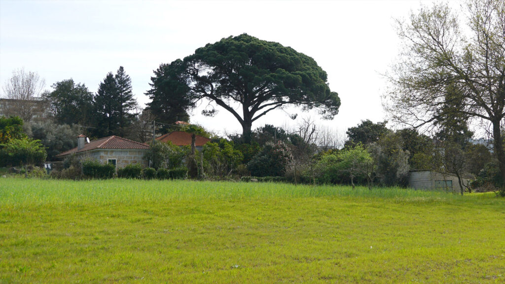 Pinheiro-Manso | Citânia de Briteiros